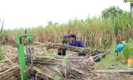 Thu hoạch mía ở Hậu Giang . Ảnh: CK 