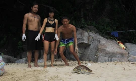 Nhóm bạn trẻ tại Đà Nẵng thả một chú rùa suýt bị làm mồi nhậu về biển vào tháng 10/2018 Ảnh: Thanh Trần 