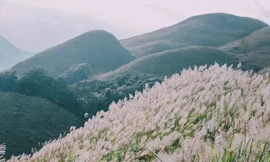 Yêu lắm mùa lau trắng!