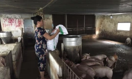 Trang trại nuôi lợn của gia đình ông Phạm Văn Ðông ở xã Ðông Lỗ (Hiệp Hòa, Bắc Giang) - một trong những hộ dân chớp được thời cơ giá thịt lợn tăng Ảnh: Nguyễn Thắng 