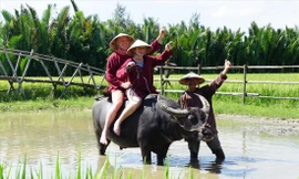 Dắt trâu… làm du lịch