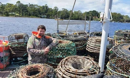 Ngư dân Úc Jason Hart phải bán tôm hùm tại cảng vì không xuất được sang Trung Quốc như trước Ảnh: abc.net