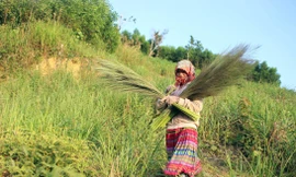 Phụ nữ Mông ở Tây Nguyên hái đót mưu sinh 