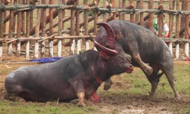 Chọi trâu Hải Lựu là một trong số điểm nóng mỗi mùa lễ hội 