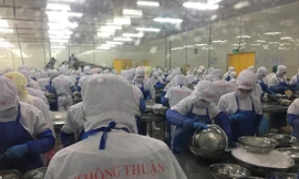 Công nhân chế biến tôm nước lợ xuất khẩu tại Công ty TNHH Thông Thuận 