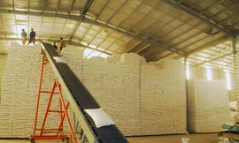 Với lượng lúa gạo tồn kho còn lớn, các DN, chính quyền địa phương ở ĐBSCL đang rất lo ngại về tình hình XK gạo hiện nay Ảnh: CK