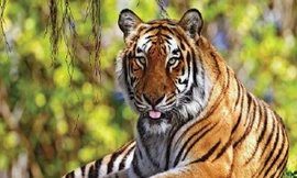 Hổ tái xuất trong vùng hang động núi lửa Chư Bluk?