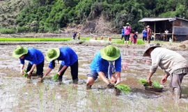 Luật Thanh niên 2020 có chính sách cho thanh niên tình nguyện Ảnh: PV 
