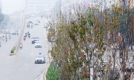 Những cây phong lá đỏ trên đường Trần Duy Hưng, Hà Nội sau thời kỳ rụng lá Ảnh: Anh Tuấn