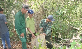 Một vụ phá rừng tại Ðắk Lắk 