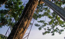 Lo ngại mất trộm, Hà Nội 'mặc áo giáp' cho cây sưa đỏ