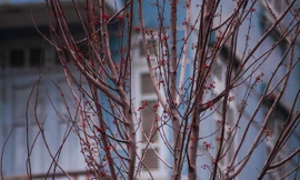 Sau hơn một tháng trồng trên dải phân cách, hàng cây phong lá đỏ bắt đầu ra lộc đúng dịp Tết Nguyên Đán đến gần.