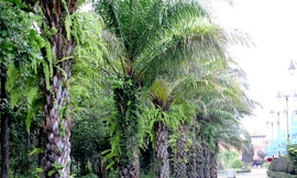 Trồng cây cọ dầu trên đường phố Hà Nội 