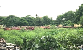 Khu đất nghĩa trang với hàng nghìn ngôi mộ ở khu Tây Nam Linh Đàm (phường Hoàng Liệt, Hoàng Mai) trước đây được quy hoạch dự án trường học