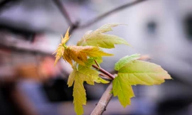 Hàng trăm cây phong trồng trên các tuyến phố ở Hà Nội bắt đầu thành công với những chiếc lá đầu tiên sau hơn 2 tháng thử nghiệm. 