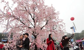 Hà Nội tổ chức lễ hội hoa anh đào và hoa hồng Bulgaria