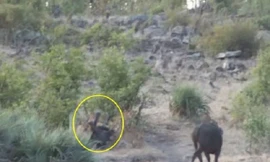 Nhìn thấy chú voi con bị đàn sư tử bao vây và chuẩn bị “làm thịt”, đàn trâu rừng đã dũng mãnh lao tới, cùng nhau hiệp sức đuổi sư tử, cứu thoát voi con trong gang tấc.