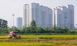 Những ruộng lúa chín vàng còn lại bên cạnh cao ốc Hà Nội