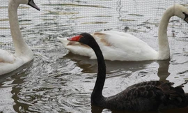 Sau khi nạo vét, làm sạch nguồn nước, Hà Nội đã thả thí điểm 10 con chim thiên nga ở hồ Hoàn Kiếm.