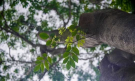 Nhìn gần 12 cây sưa đỏ trước ngày di dời để xây ga ngầm