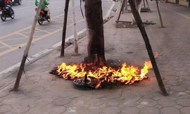 Cây xanh trên đường Võ Chí Công bị đốt gốc