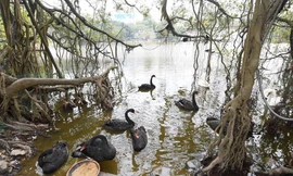 Việc thả đàn thiên nga xuống hồ Hoàn Kiếm đang gây chú ý dư luận