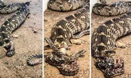 Cảnh tượng rắn mẹ đẻ một lúc 57 con non (Ảnh: Story Trender)