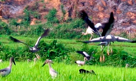 'Chim lạ' tại Lai Châu là loài nguy cơ tuyệt chủng