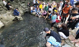 Hàng nghìn du khách đổ về thăm suối cá thần trong năm mới