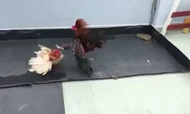 Mãn nhãn xem gà tung chưởng đánh nhau được quay chậm