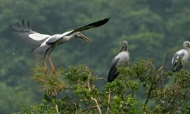 Lạc vào rừng chim với vẻ đẹp nguyên sơ tại Thung Nham - Ninh Bình