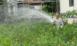 Nhiều sản phẩm quất cảnh độc, lạ chờ Tết Nguyên đán