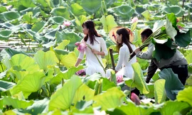 Chủ hồ sen mở dịch vụ thuê áo yếm, trang điểm thu bộn tiền