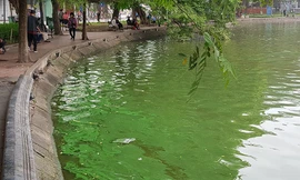 Tảo lam bùng phát dày đặc ở hồ Hoàn Kiếm sau nạo vét