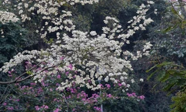 Hoa sưa nở bung trắng khoảng trời Hà Nội dịp thượng đỉnh Mỹ - Triều