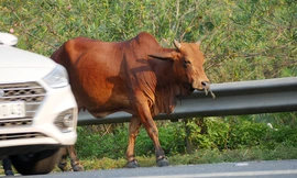 Đàn bò trên đại lộ Thăng Long uy hiếp an toàn giao thông