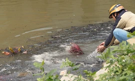 Sông Hồng ô nhiễm nặng sau ngày cúng Táo quân