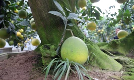 Bưởi cảnh hàng trăm triệu đồng hút khách dịp cận Tết Kỷ Hợi