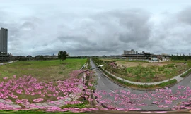 Mê hoặc với con đường hoa kèn hồng đang bung nở ở Hà Nội