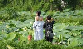 Bất chấp nóng bức, các nàng thơ vẫn nô nức chụp ảnh với sen Hồ Tây