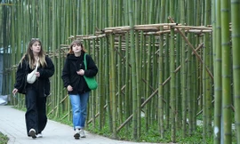 Mãn nhãn với rừng trúc thu nhỏ nằm giữa trung tâm Hà Nội