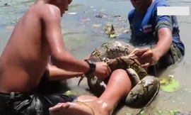 Suýt mất mạng vì bị trăn khổng lồ cuốn chặt khi lội dưới hồ sen