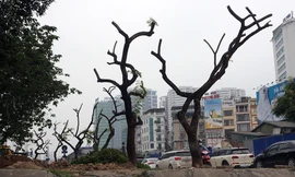 Chặt hạ hàng sưa đỏ quý để làm cầu vượt khiến người dân tiếc nuối