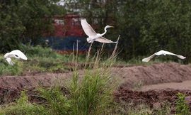 Mãn nhãn với đàn cò hàng trăm con tại sân Vinpearl Golf Hải Phòng