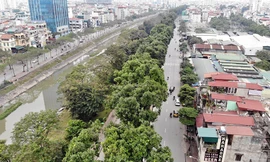 500 cây xanh trên đường Láng trước ngày chặt hạ, di chuyển