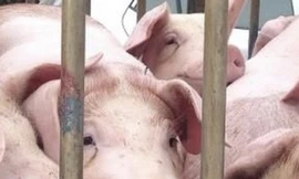  Khởi tố vụ giết mổ, tàng trữ lợn nhiễm dịch tả lợn châu Phi