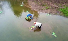 Hàng nghìn mầm sen Bách Diệp được trồng khôi phục tại Hồ Tây như thế nào?