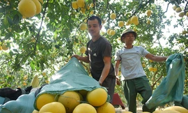 Mãn nhãn với cảnh nông dân thu hoạch vườn bưởi Diễn những ngày gần Tết Nguyên đán Quý Mão