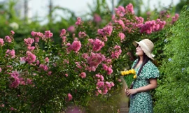 Đắm say với cảnh sắc hoa tường vi rợp phố Hà Nội