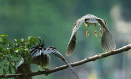 Du khách thích thú tận thấy đàn chim tự nhiên về Hồ Gươm làm tổ 